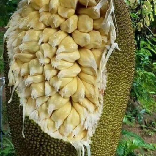 灵山县马来西亚一号菠萝蜜苗