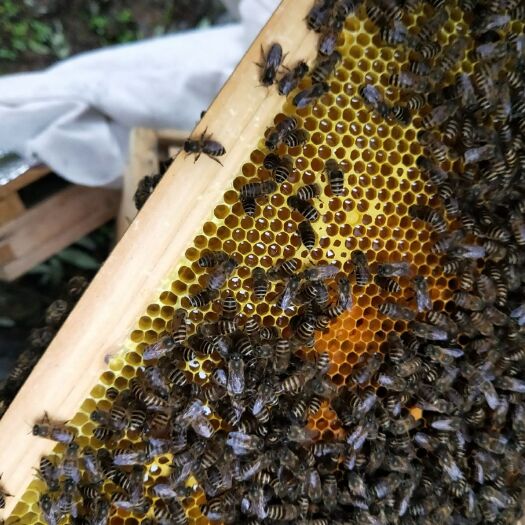 麻阳县百花蜜 塑料瓶装 2年以上 98% 