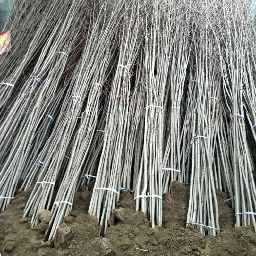 沭阳县美国红枫 