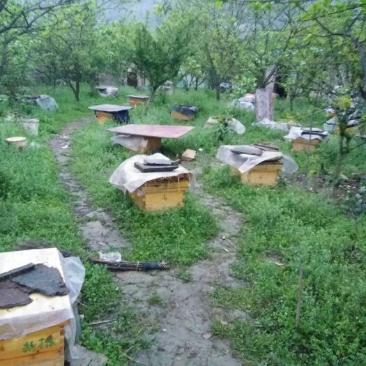 重庆市土蜂蜜 塑料瓶装 2年以上  
