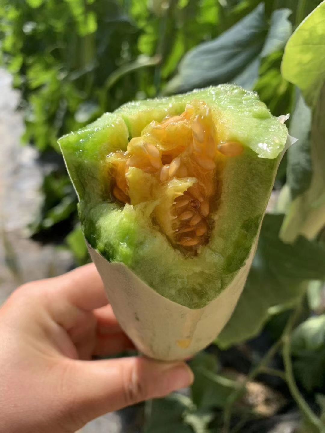 羊角蜜甜瓜 0.5斤以上