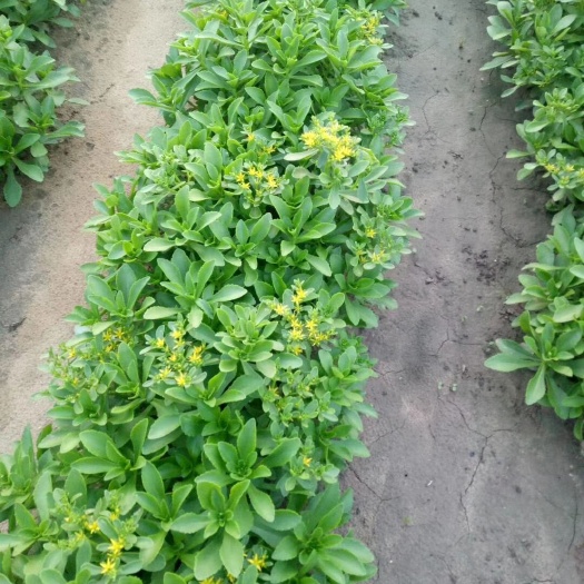 宁城县宽叶费菜 箱装 