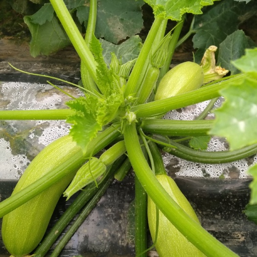 聊城油绿西葫芦 1斤~1.5斤