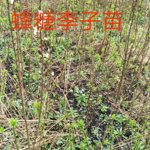 镇宁县蜂糖李树苗