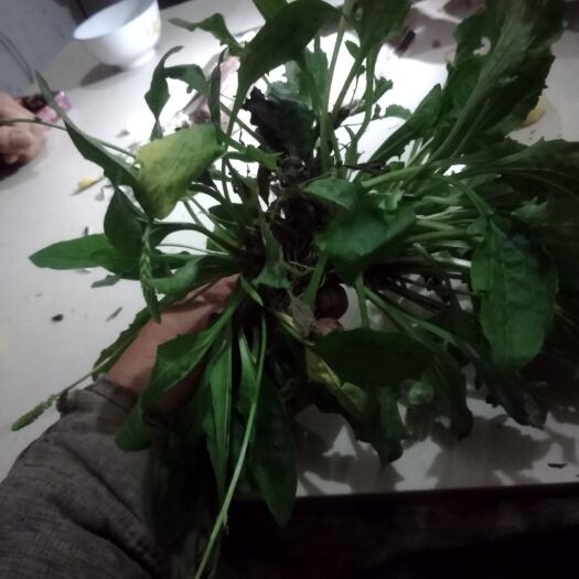 普安县车前草