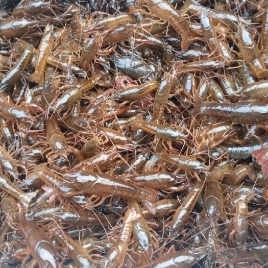监利市小龙虾苗 