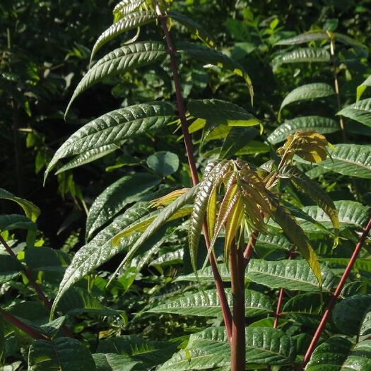泰安泰山香椿苗 2公分以下