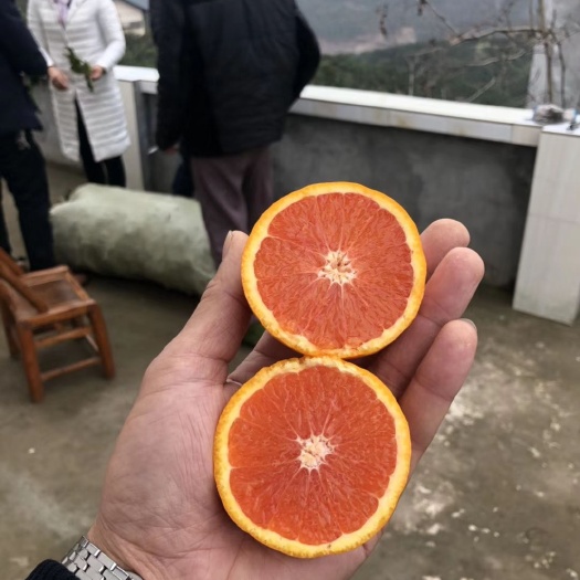 荔浦市红肉脐橙苗 嫁接苗 0.5~1米