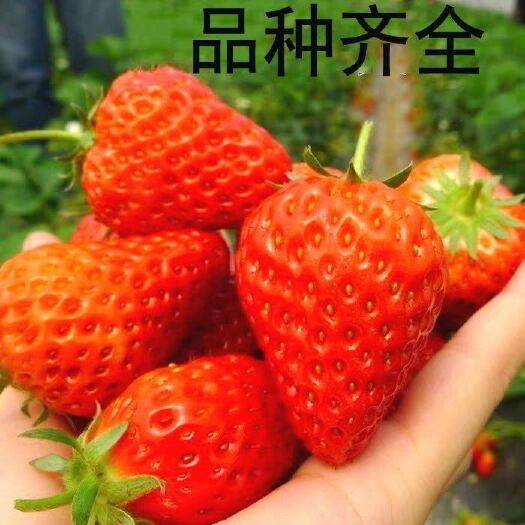 平邑县四季草莓苗 10~20公分 地栽苗 红颜草莓苗太空2008草莓苗等