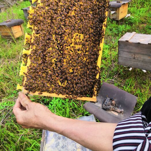 东莞市荔枝蜜 塑料瓶装 2年以上 
