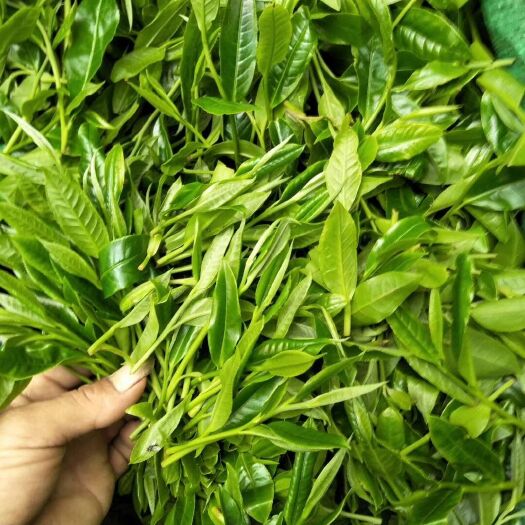 勐腊县易武山普洱茶 一级 袋装 易武普洱茶