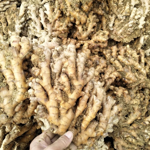 柳州生姜  瑶山香辣火姜，姜种，火姜可以嫩姜酸，可留老姜特别香辣