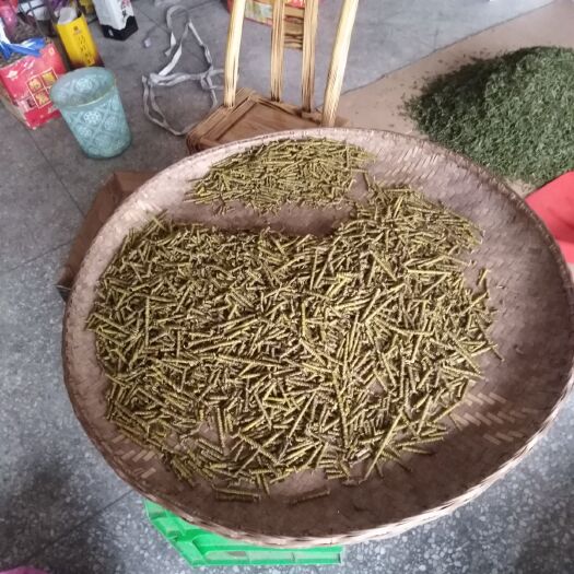 霍山县铁皮石斛
