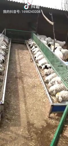 太原绵羊 30斤以下