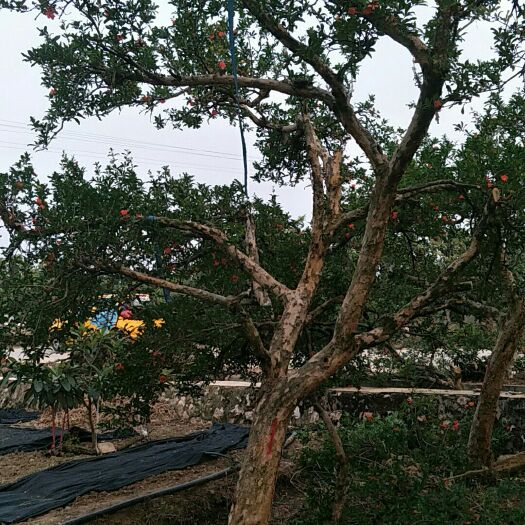 浏阳市果石榴
