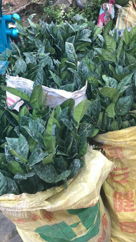 上犹县脐橙树苗 嫁接苗 0.5米以下