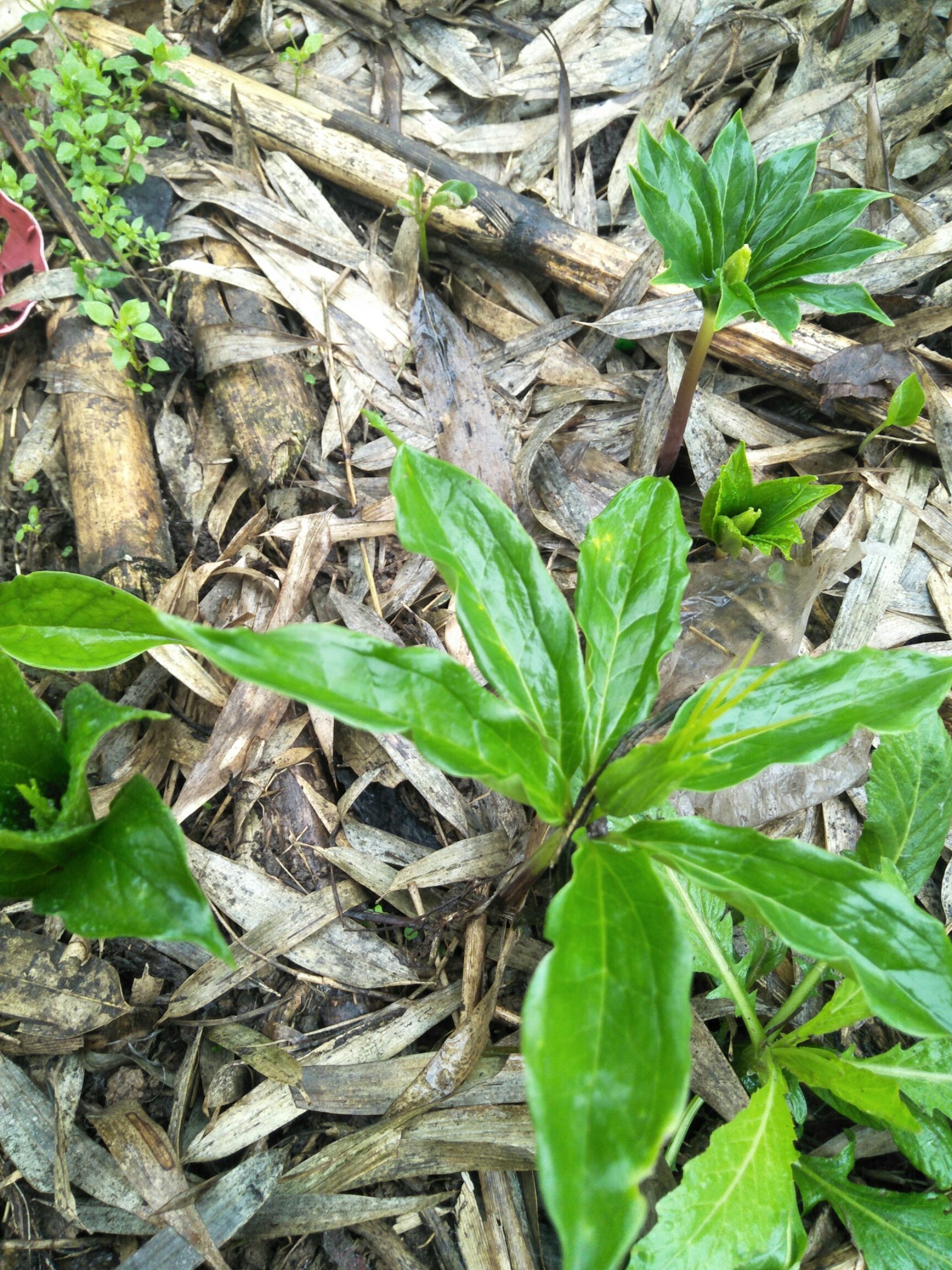 華重樓