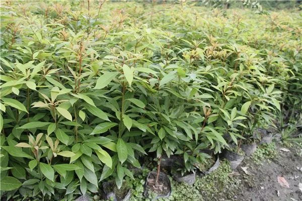 普通金丝楠木 夏禹林苗木 小苗 小叶桢楠 绿化苗木 绿化树