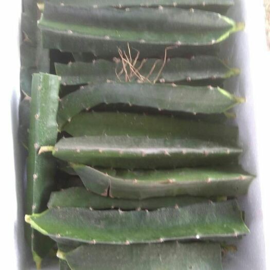 金乡县红皮红肉火龙果苗 