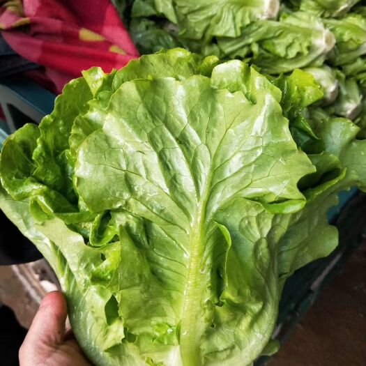 邯郸意大利生菜 5~6两