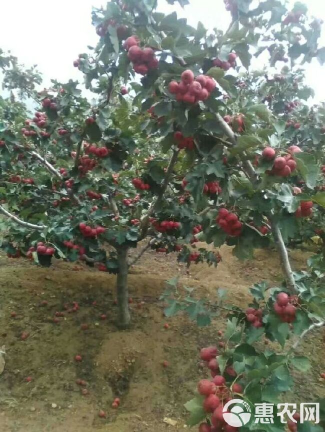 大绵球山楂树苗 真正的大五棱山楂，假一十倍赔付，质量不错