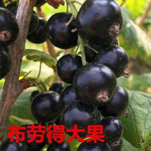 尚志市黑加仑苗