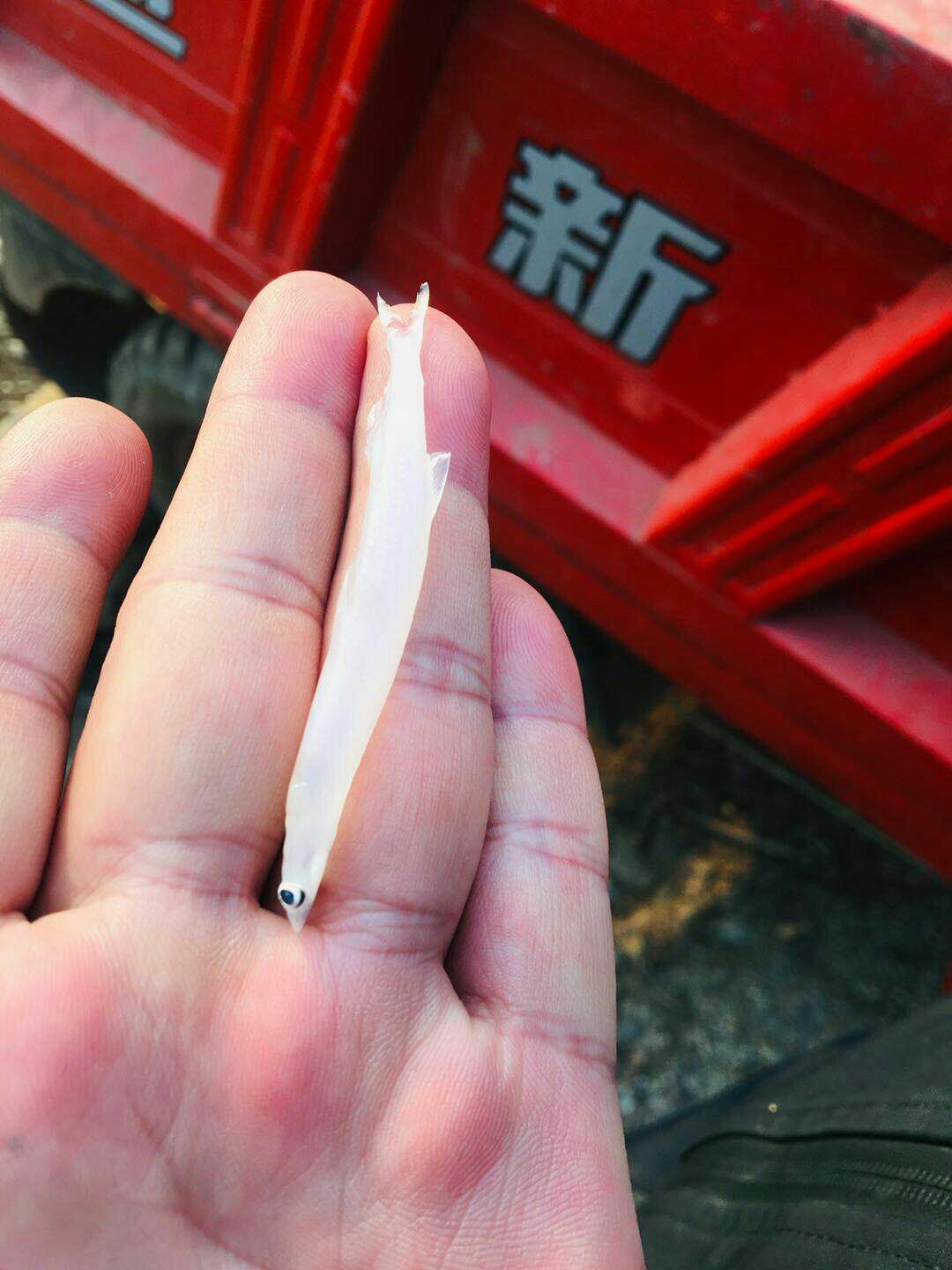 银鱼干 3-6个月