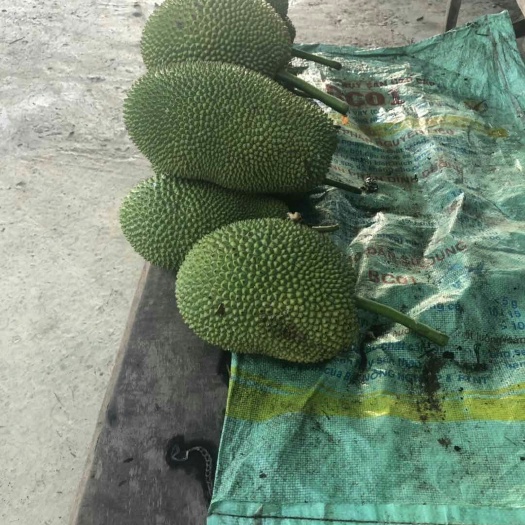 靖西市越南菠萝蜜苗