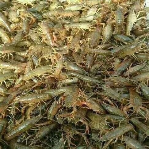 濉溪县龙虾苗