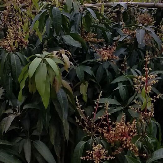 灵山县金煌芒果苗 可以带土球发货