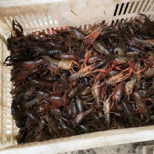 全椒县红壳小龙虾 5-7钱 稻田虾