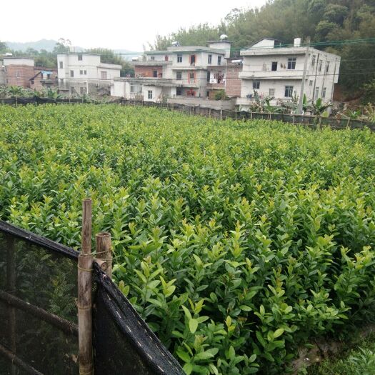 藤县香水柠檬苗 四季无核