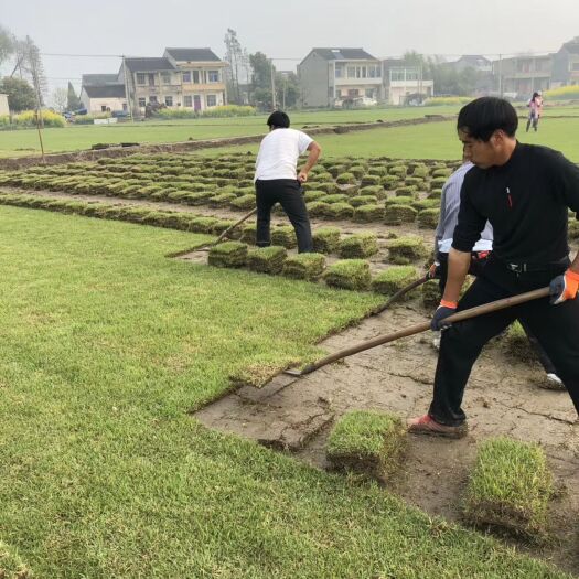 句容市结缕草