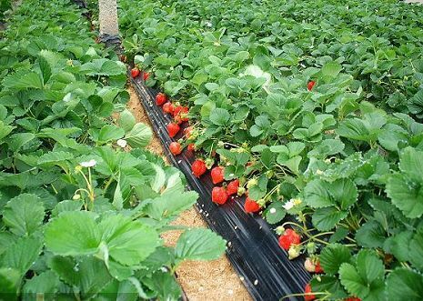 泰安牛奶草莓苗 10~20公分 地栽苗