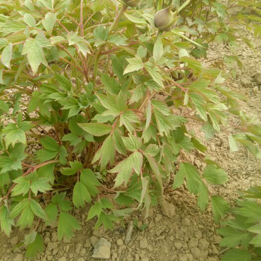 菏泽观赏牡丹 0.5~1米 2~4cm 4cm以下