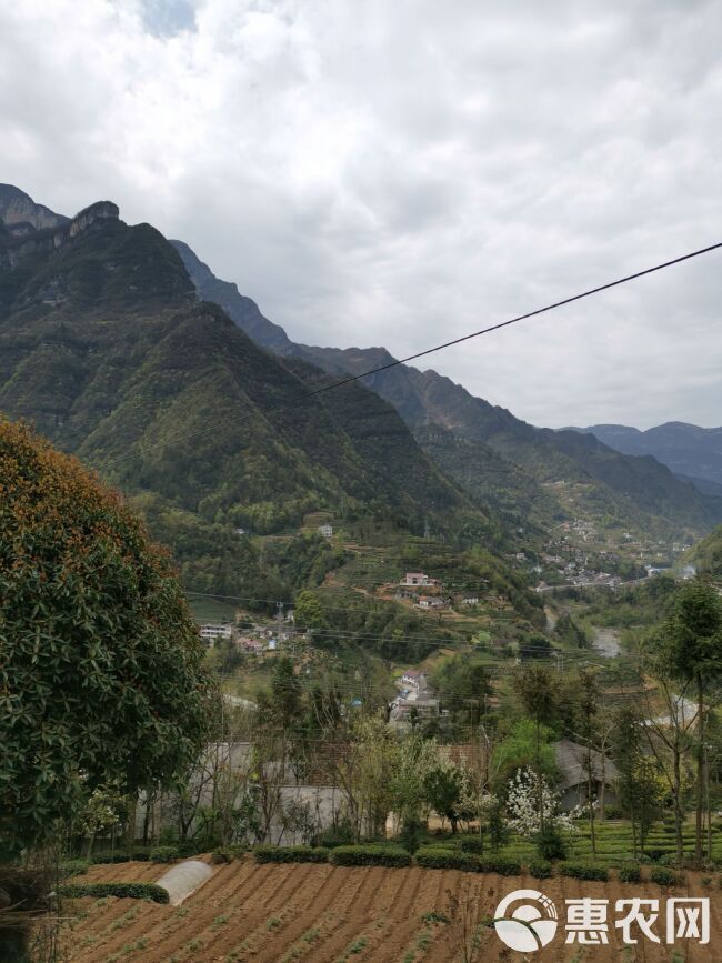 高山绿茶 一级 散装