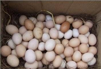 安阳土鸡蛋 孵化 简包装 