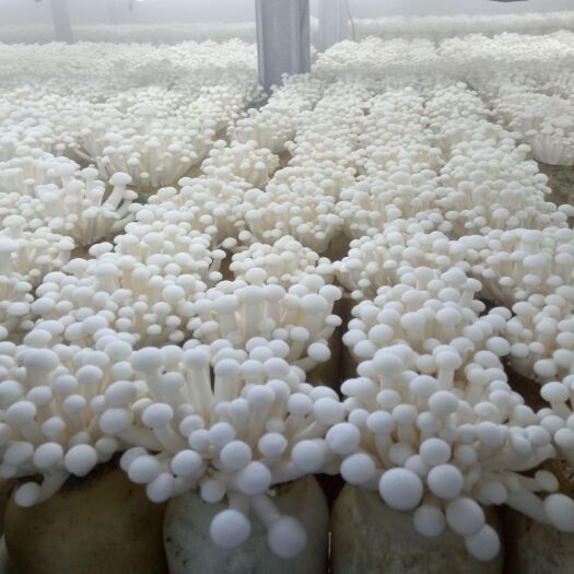 广饶县白玉菇 