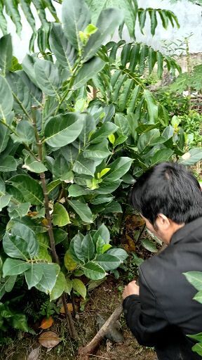 灵山县马来西亚一号菠萝蜜苗