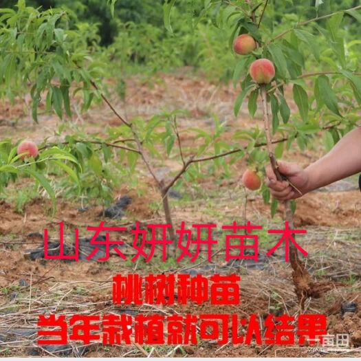 石家庄映霜红桃苗 0.5~1米