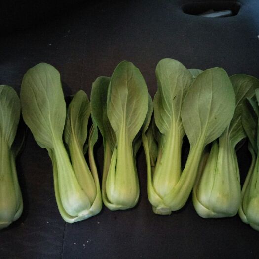 曹县北方小油菜 1~2两 