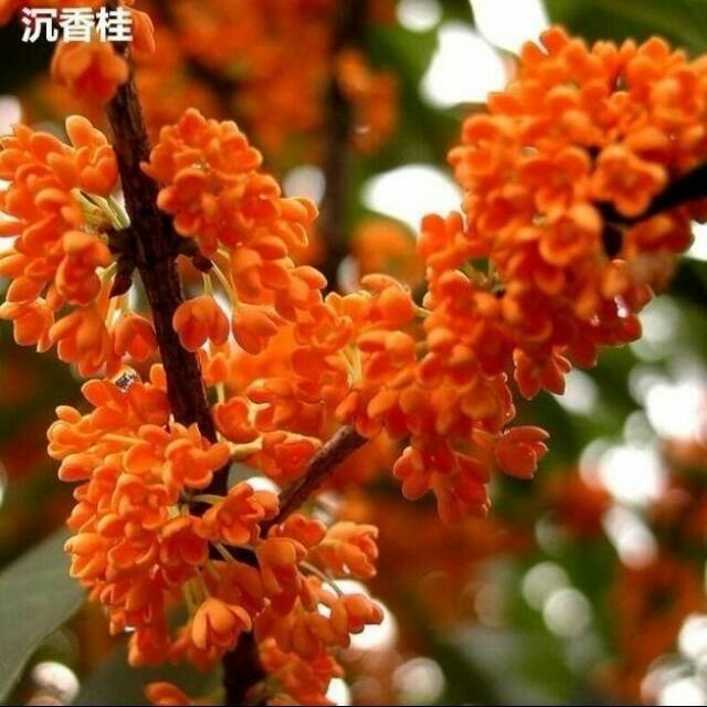 新沂市沉香桂 桂花品种齐全  