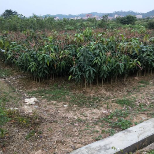 化州市四季芒果苗