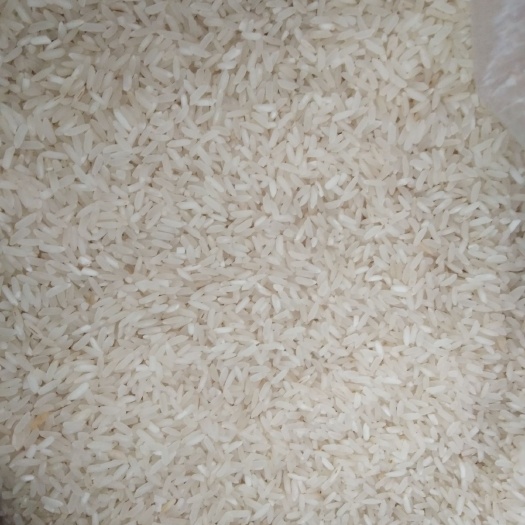 长治籼米 一等品 晚稻 籼米 