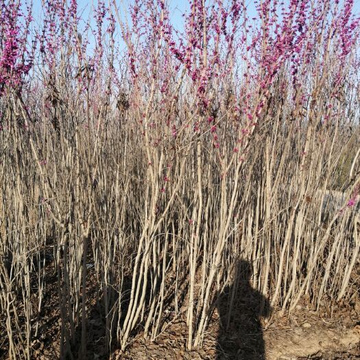 嵩县丛生紫荆