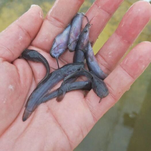 广州鲶鱼苗