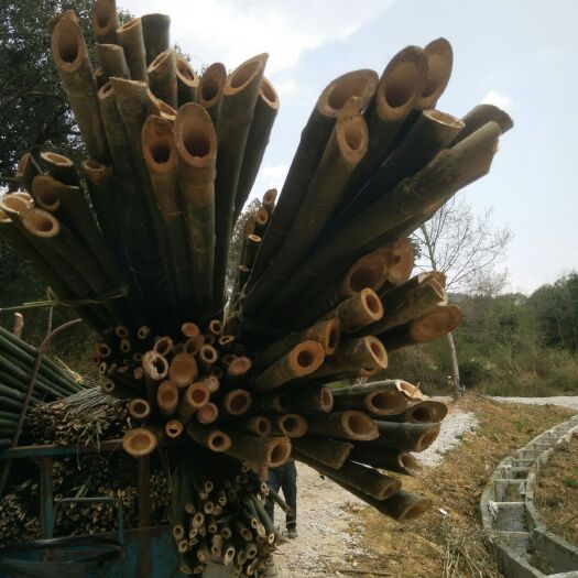 精品苦竹产地直销物美价廉量大从优欢迎来购