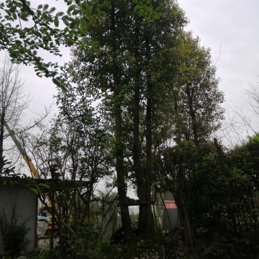 都江堰市 大处理 三株一颗丛生香樟 每株米径25公分左右，欢迎老板咨询