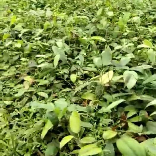 灵山县土茯苓苗