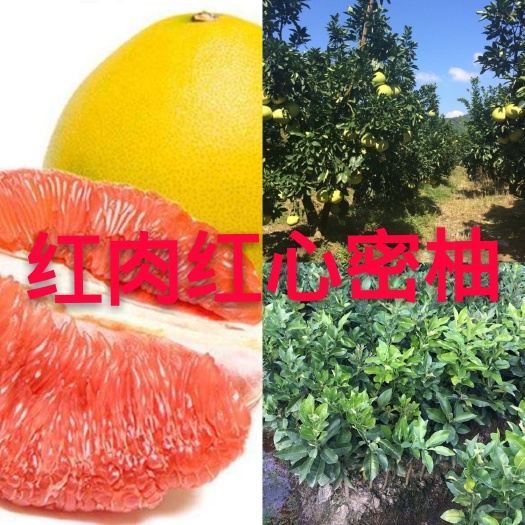 容县红心柚苗 基地直销，品质保证
